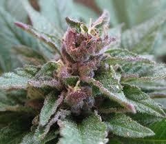 dark grape