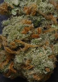 Dawg Star