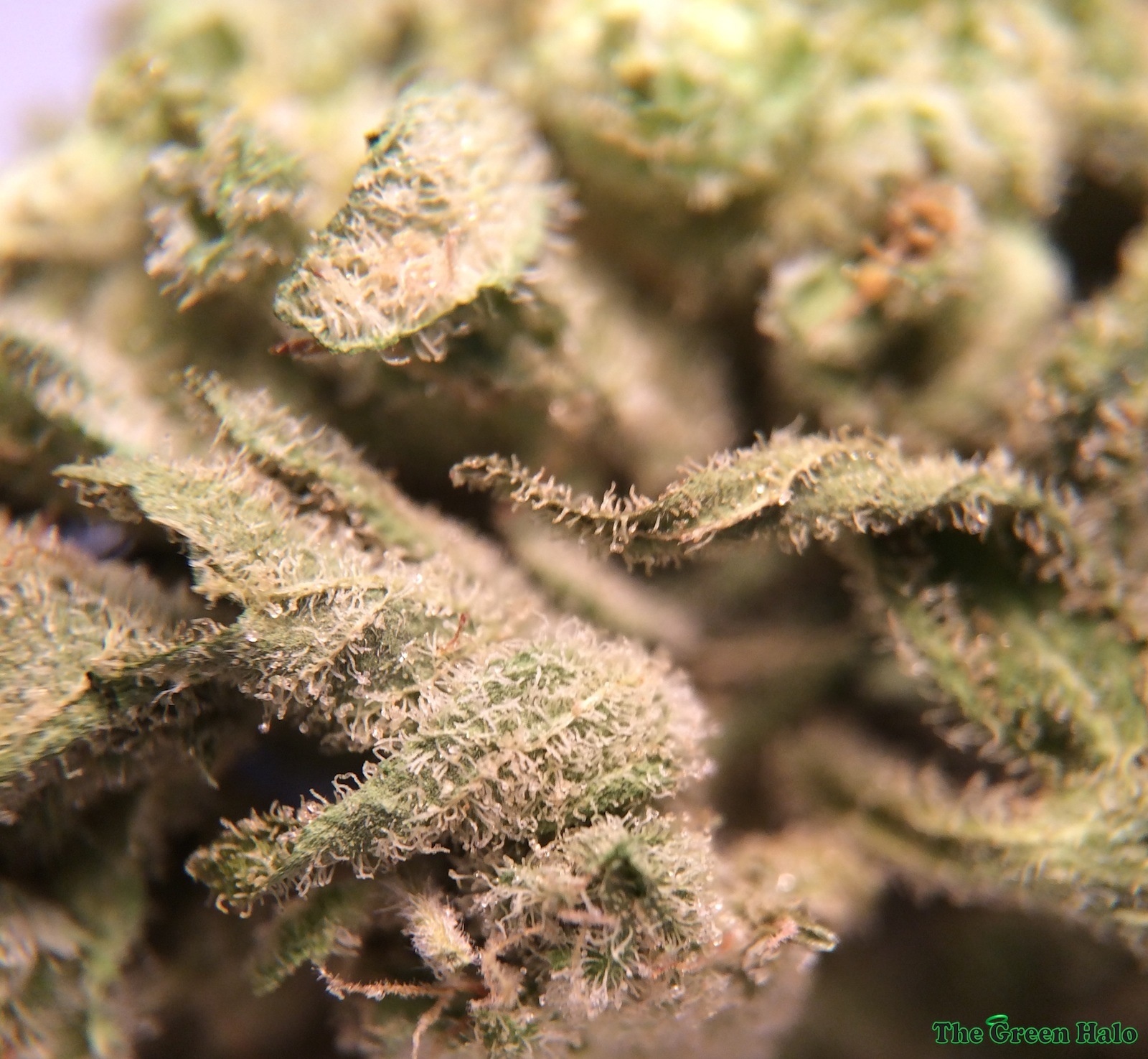Deep Cheese