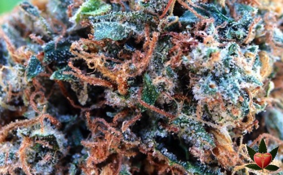 Diablo OG Kush