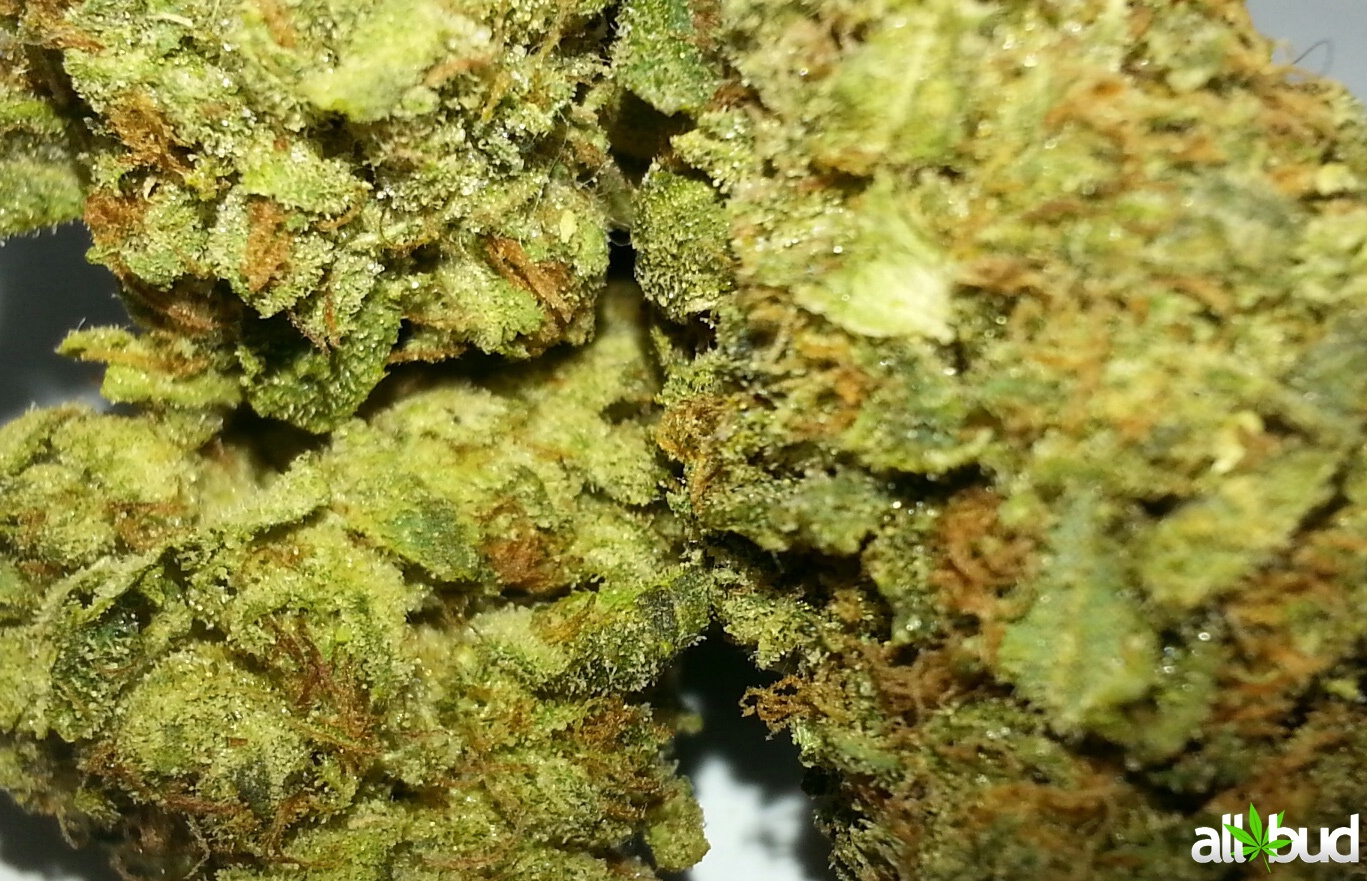 Disneyland OG