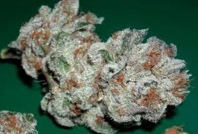 Dolla Sign OG Kush