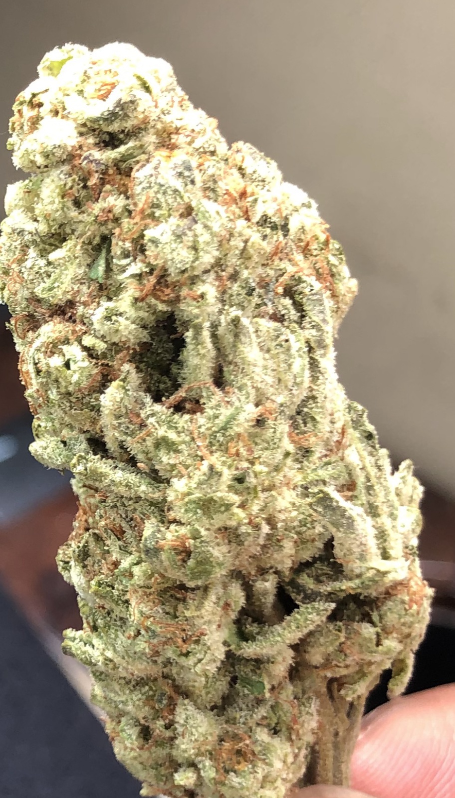 Don Cristo's Brainfreeze