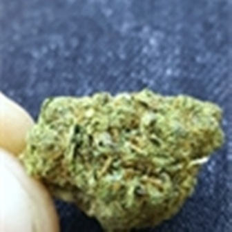 Donna OG