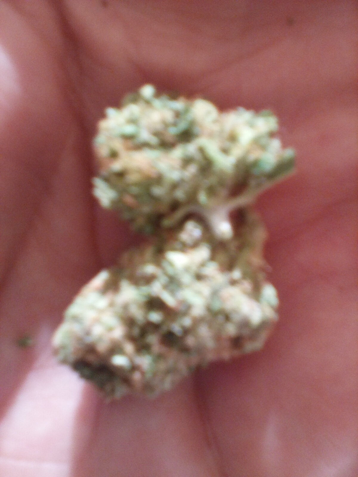 Dosi Sherbet