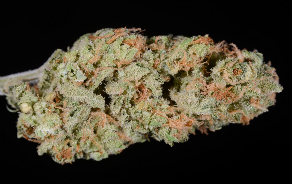 Double Durban Jilly