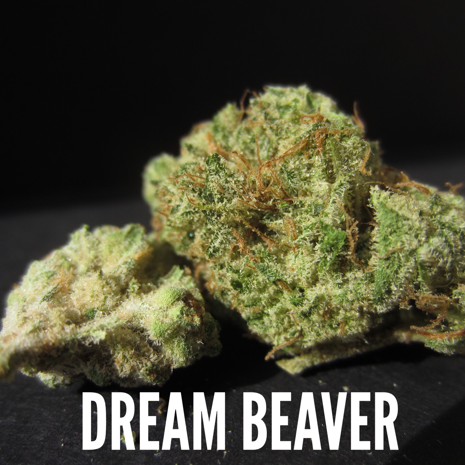 Dream Beaver