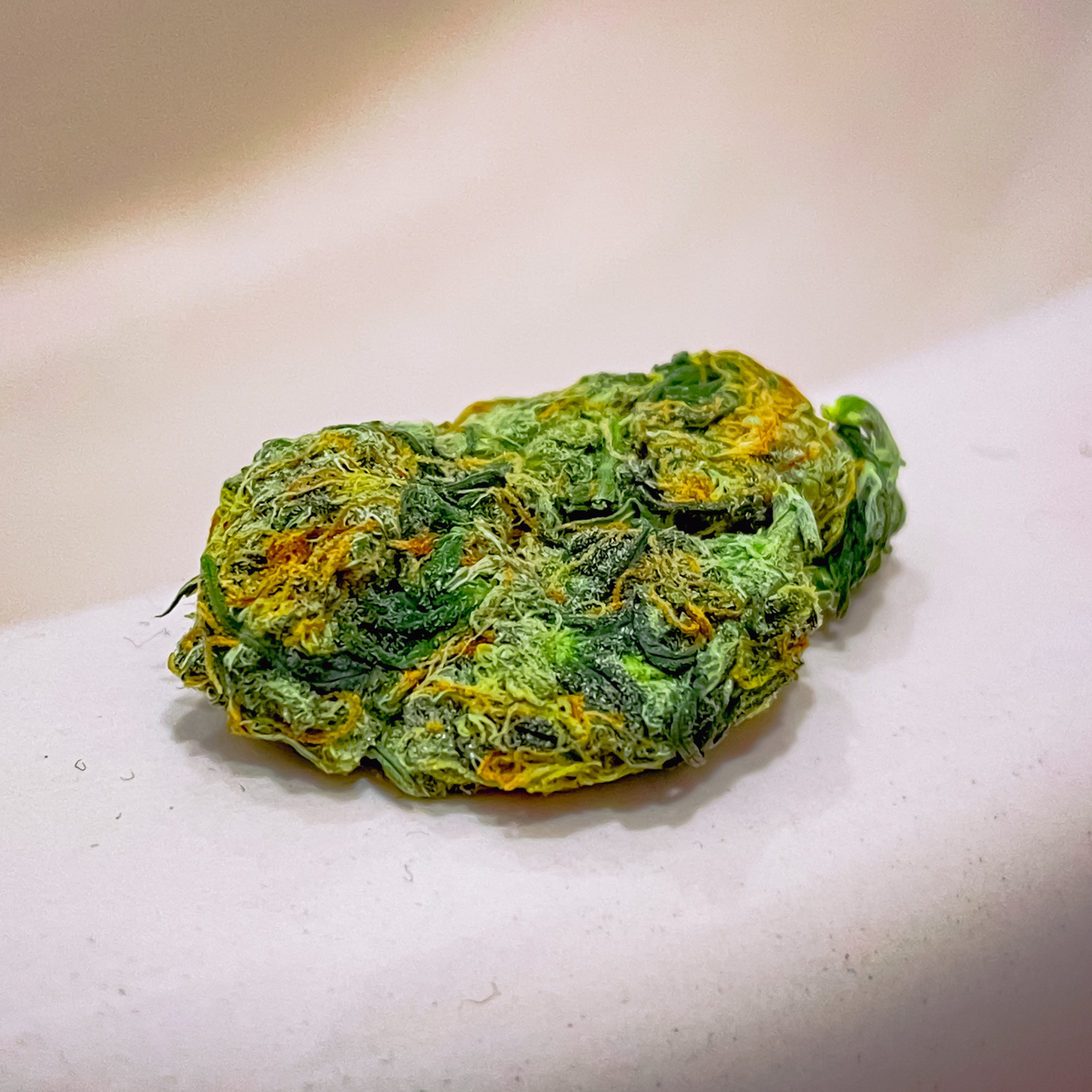 Dutch Bubble