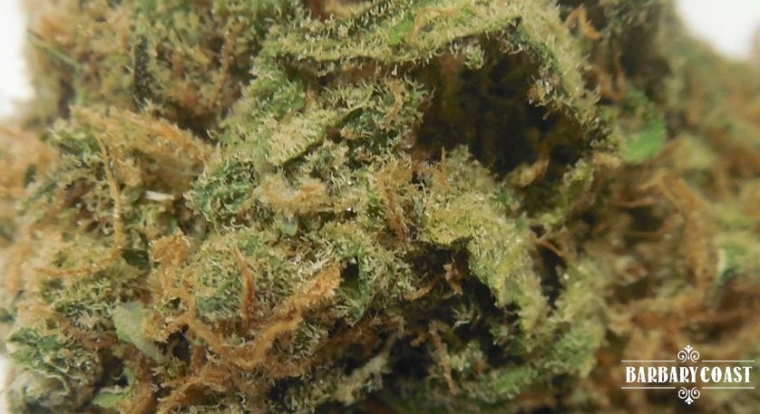 Dynamite OG