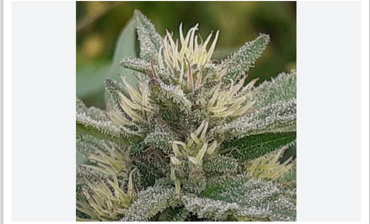 Early Sativa