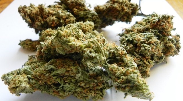 Easy Sativa