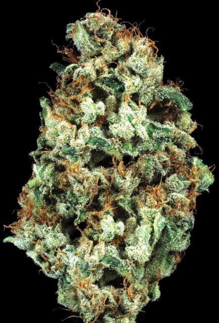 Electric Lemon G