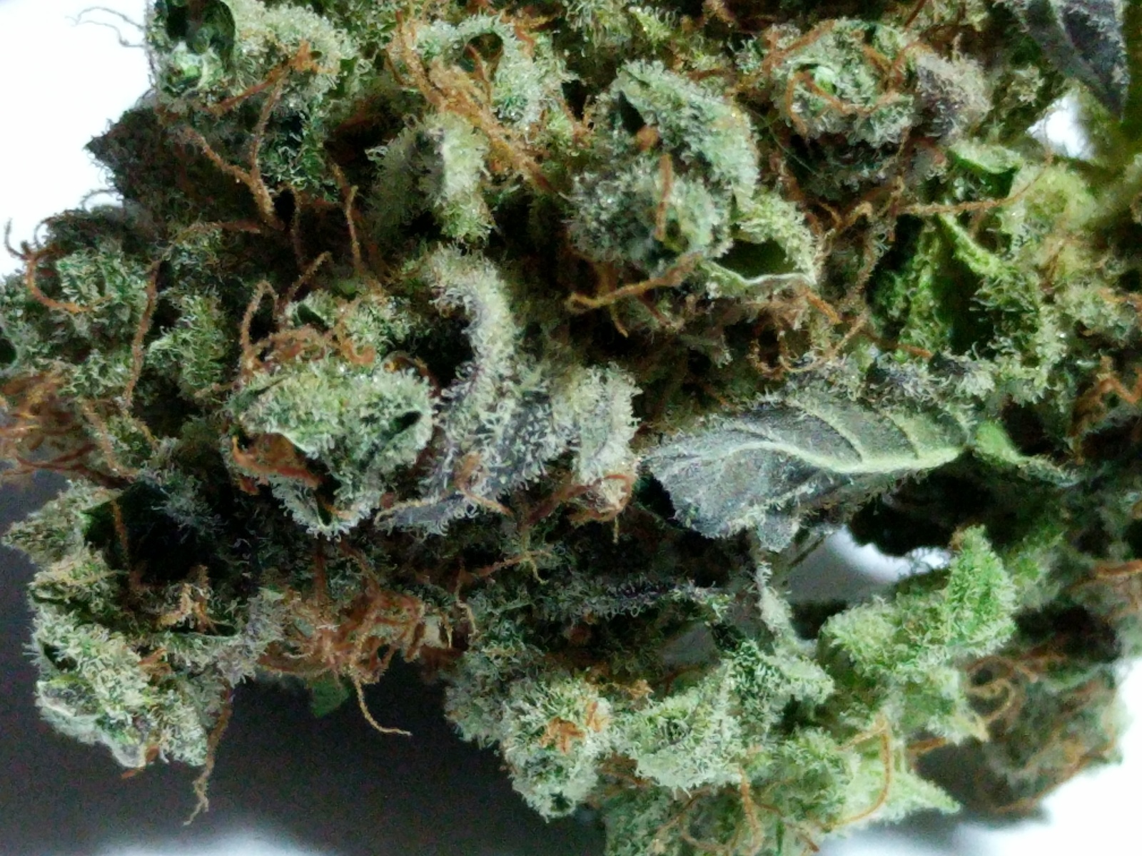 Elephant Stomper