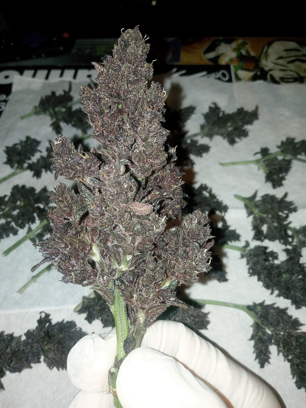 Elixir CBD
