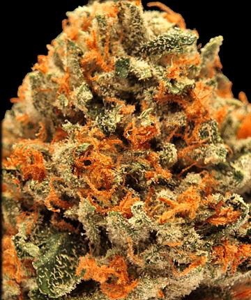 Emperor OG