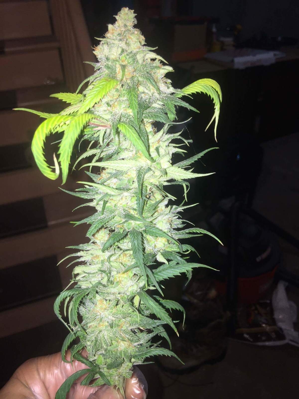 Facewreck