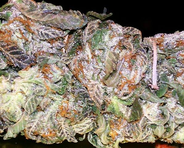 Fire Bubba