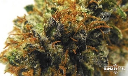 Fruit of the Gods