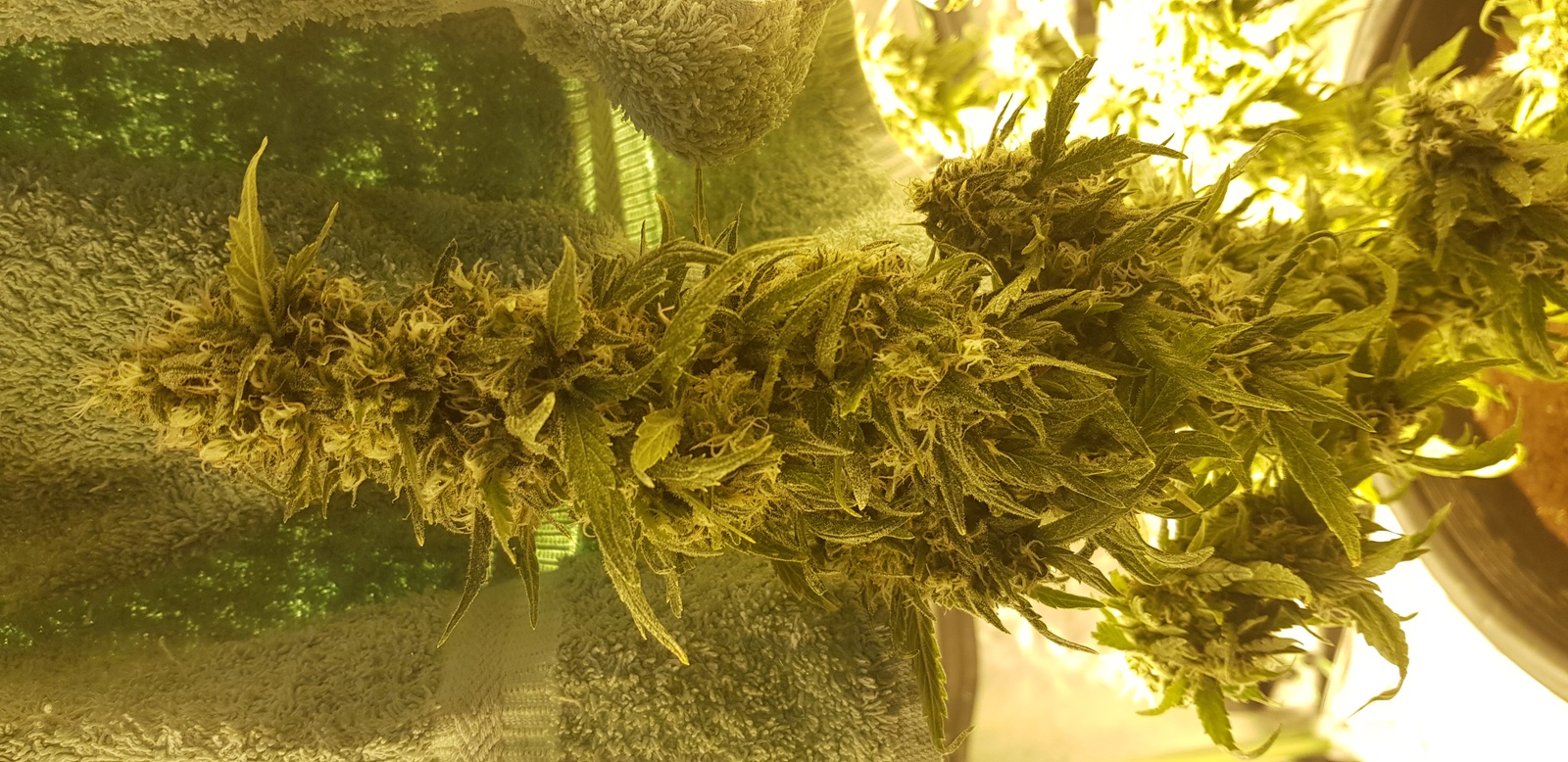 Fruity Jack
