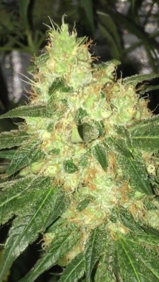 Fruity Thai