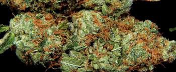 The Fuzz