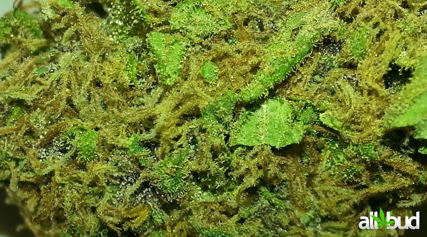 G-13 Purple Haze