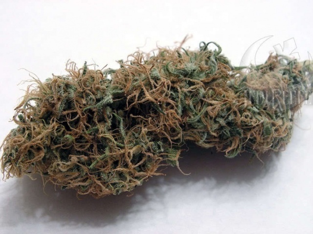Gigabud