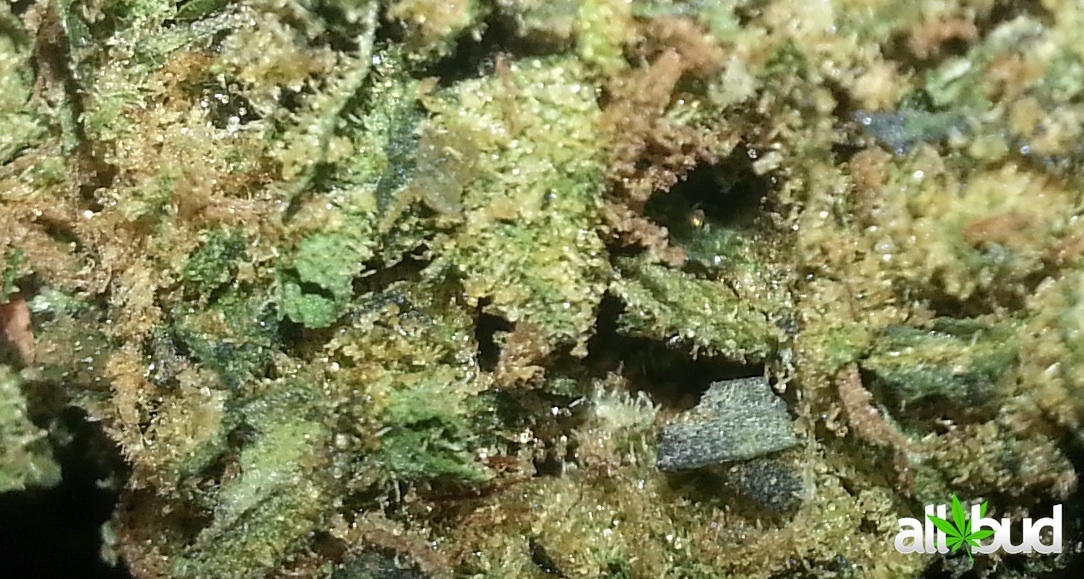 Girl Scout Cookies #2