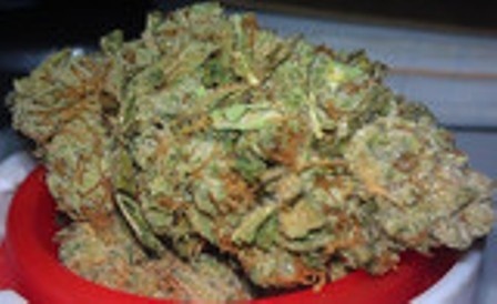 Girl Scout Cookies: Fox Cut
