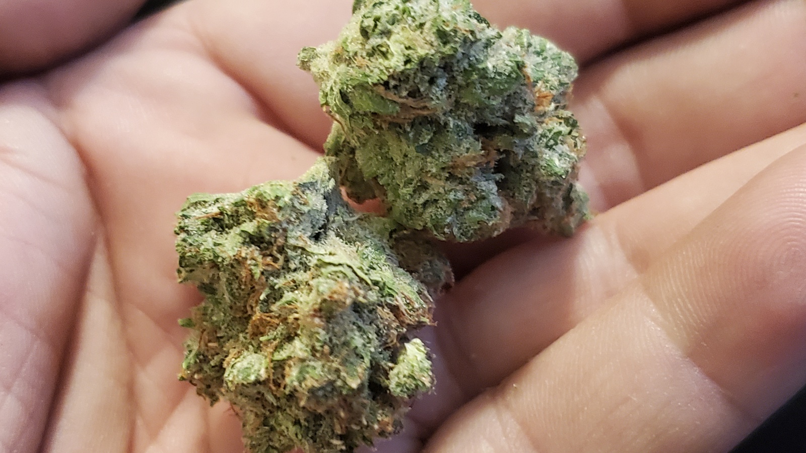 Girl Scout Yeti