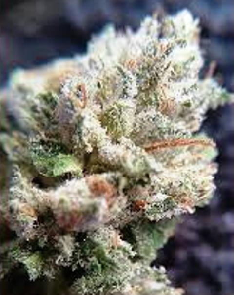 Glacier OG