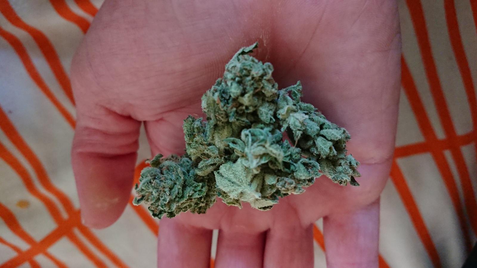 Godzilla Glue