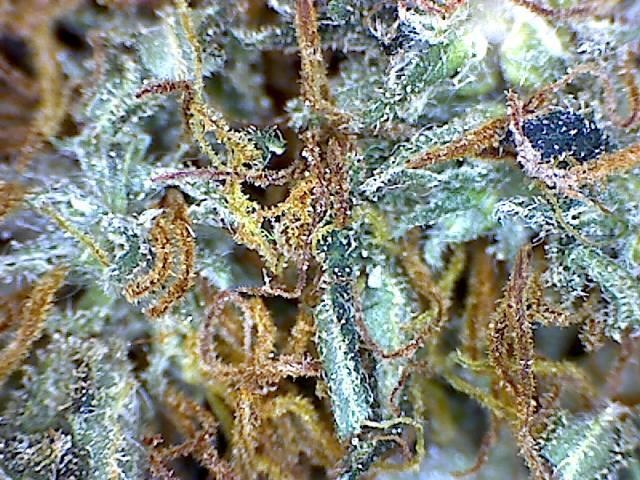Goldberry
