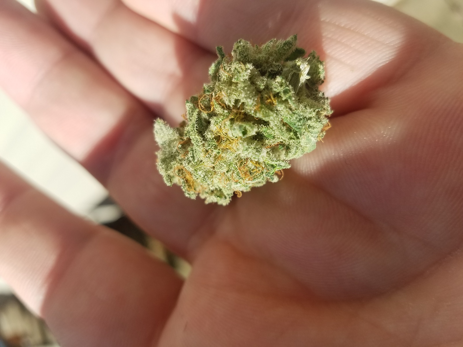 Golden Temple Kush