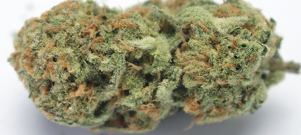 Gorilla Crush
