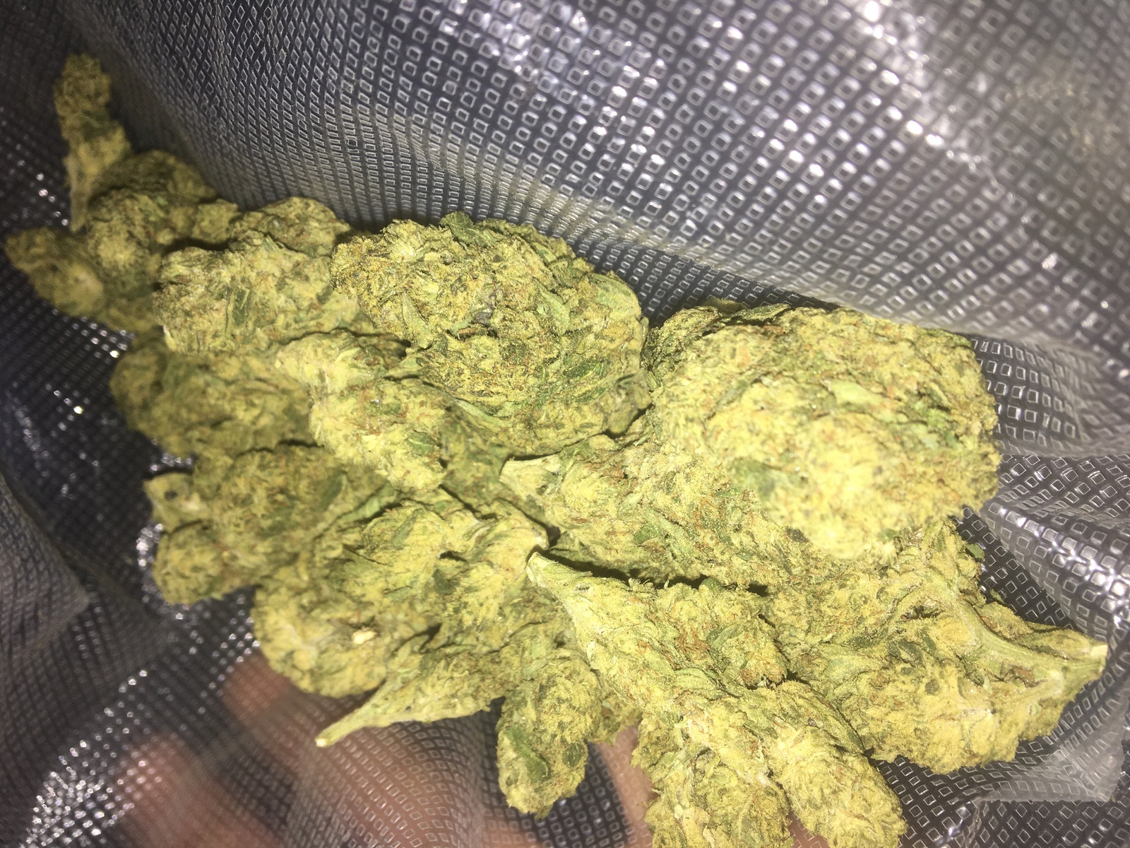 Gorilla Dawg