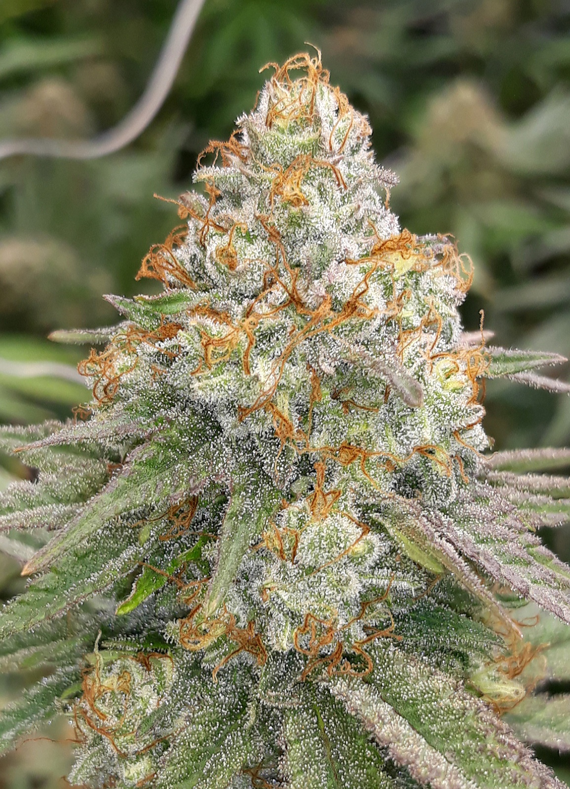 Gorilla Dosha