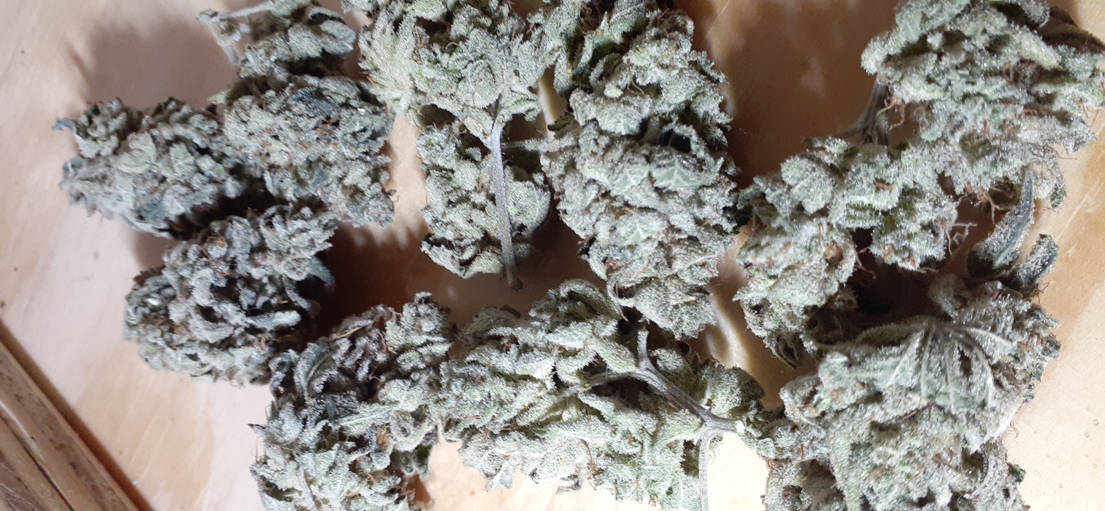 Gorilla Glue #12
