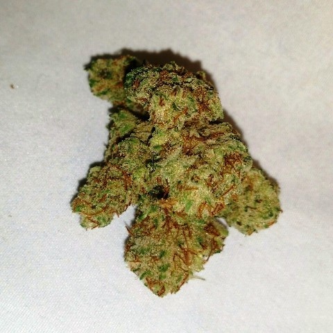 Gorilla Mango