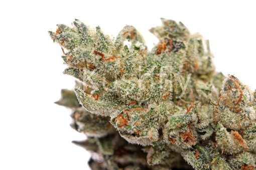 Gorilla Wreck