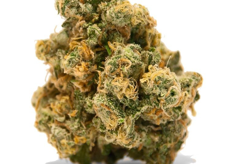 Government Mule