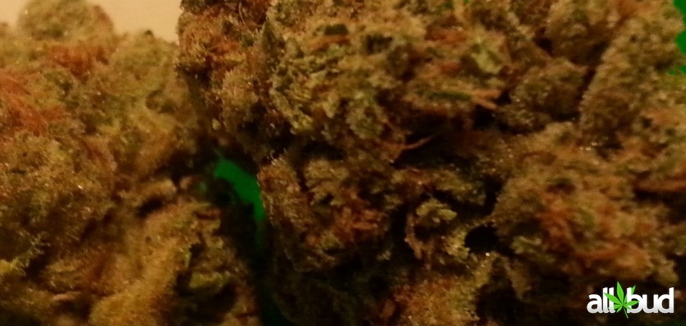 Grand Master Kush
