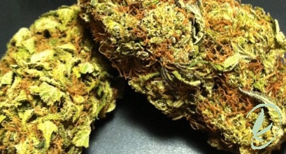 Grandaddy Blueberry