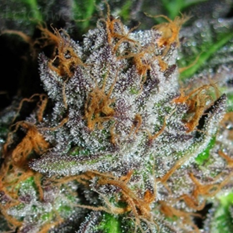 Grape Berry