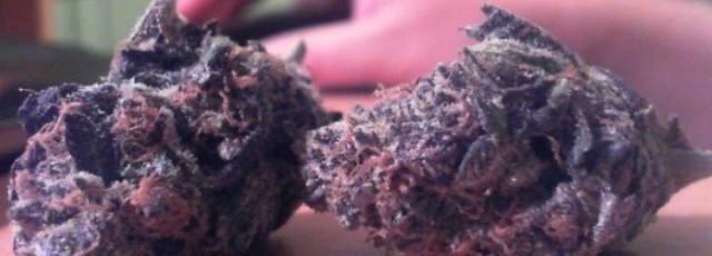 Grapealicious
