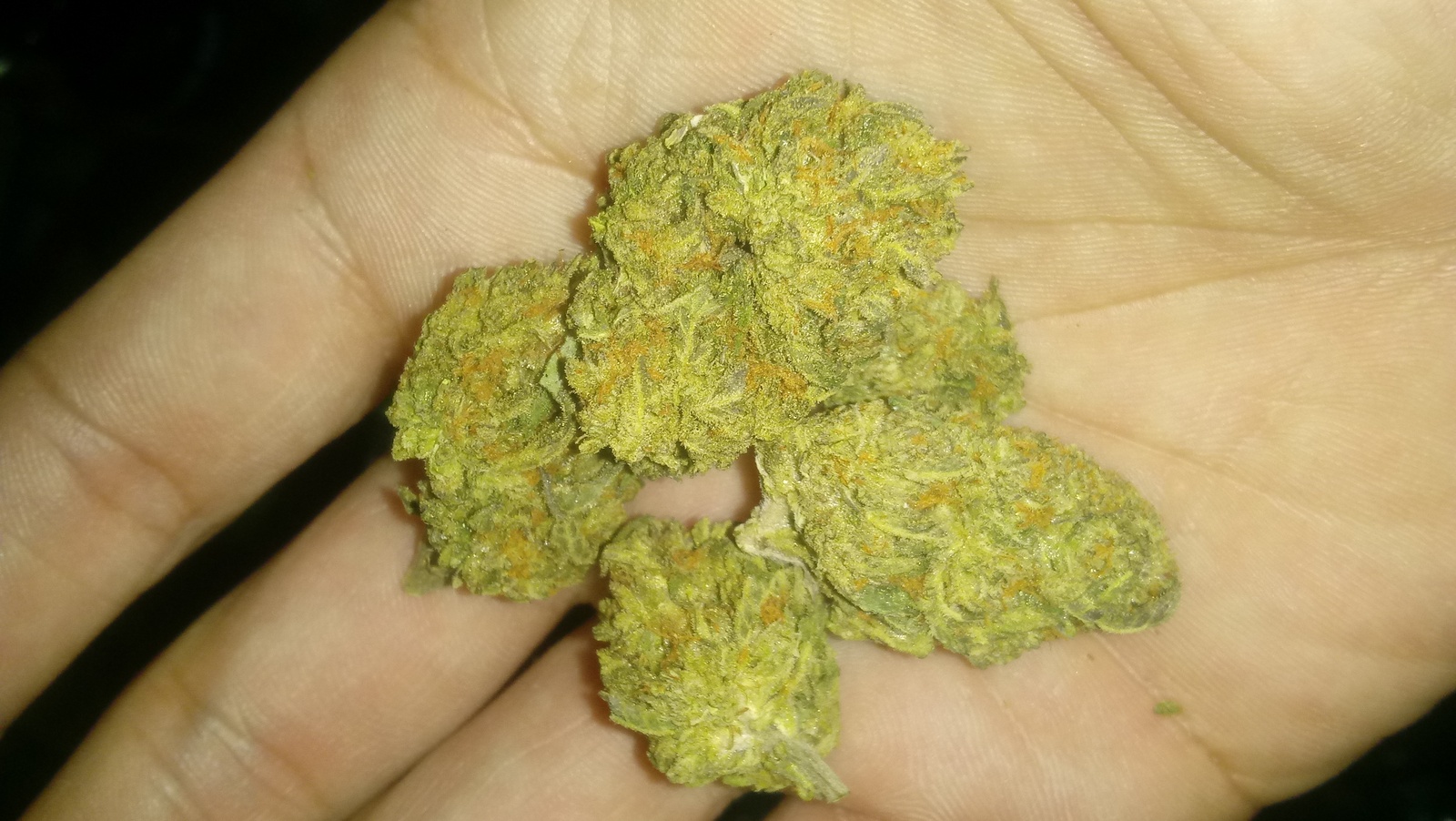 Green Hornet