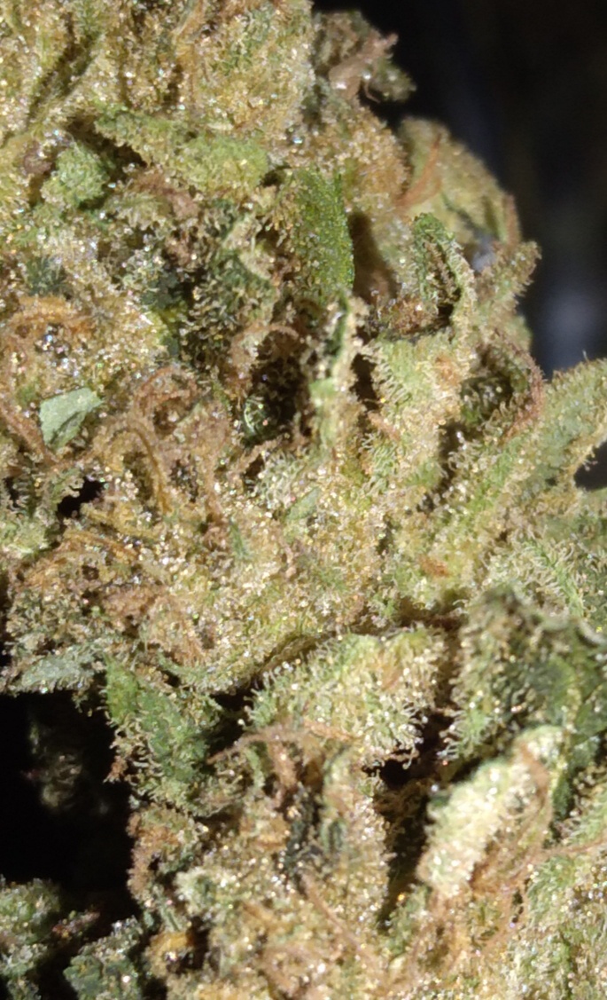 Grizzly Kush