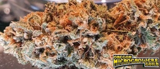 Guava Chem
