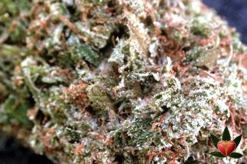 Gucci OG