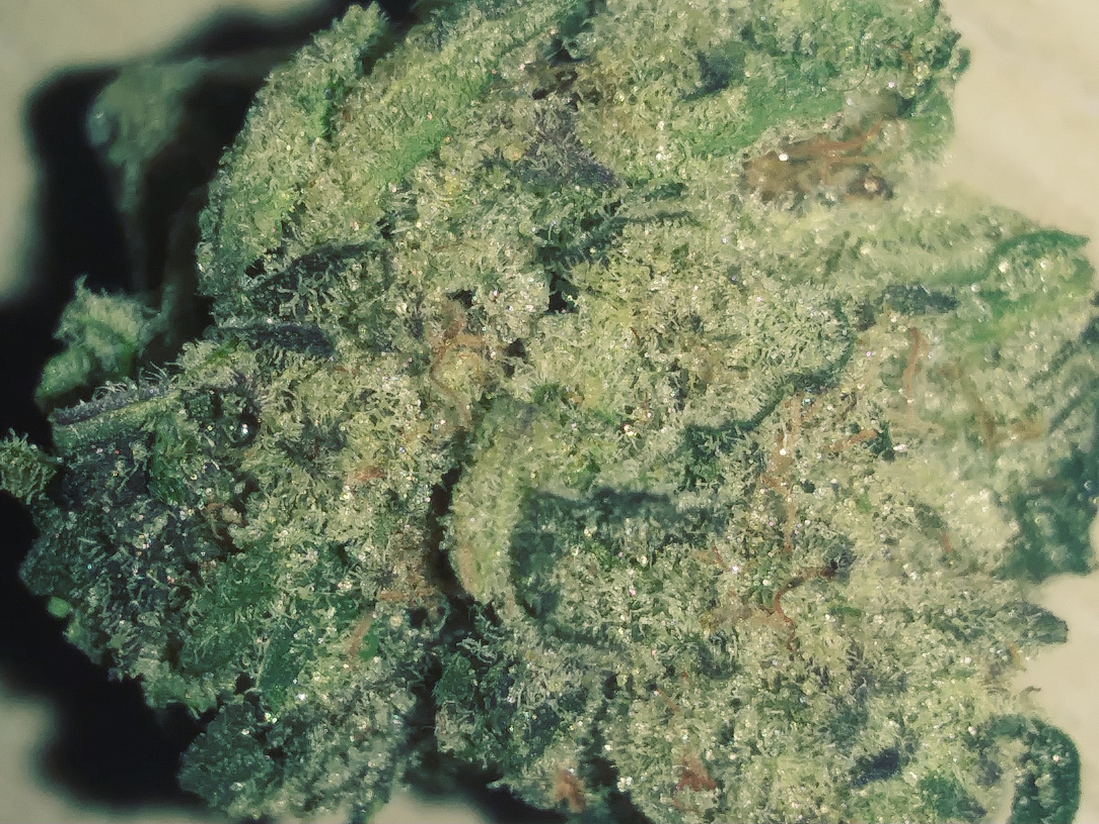 Gummy Bear OG